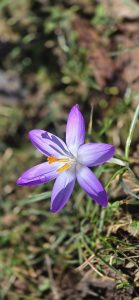 Aries